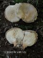 Infundibulicybe catinus-amf439